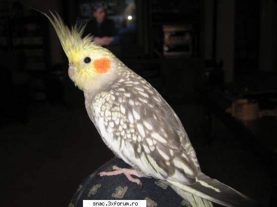 Baiatu` (perus) - uitati nimfa lui love_parrots e belea !! VB DEJA - Poze