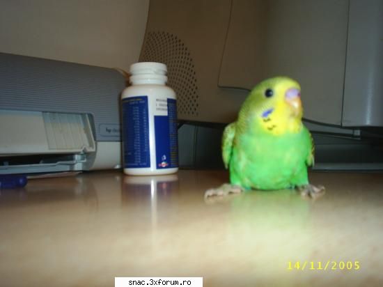coco :P - coco in prima zi de cand lam adus - Poze